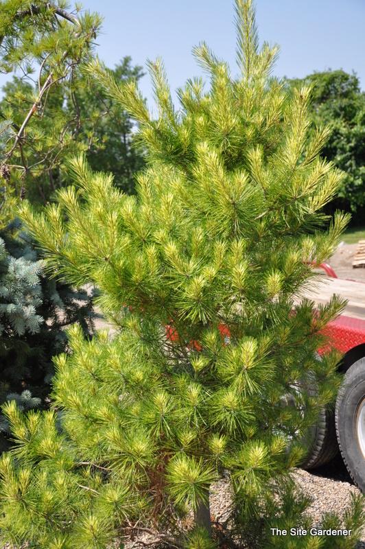 Pinus Densiflora Golden Ghost - View 14 from www redcrocus com
