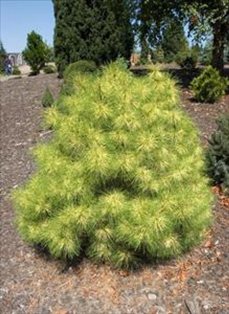 Pinus Densiflora Golden Ghost - View 1 from www redcrocus com