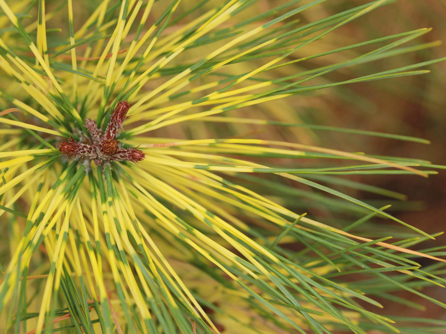 Pinus Densiflora Golden Ghost - View 2 from www redcrocus com