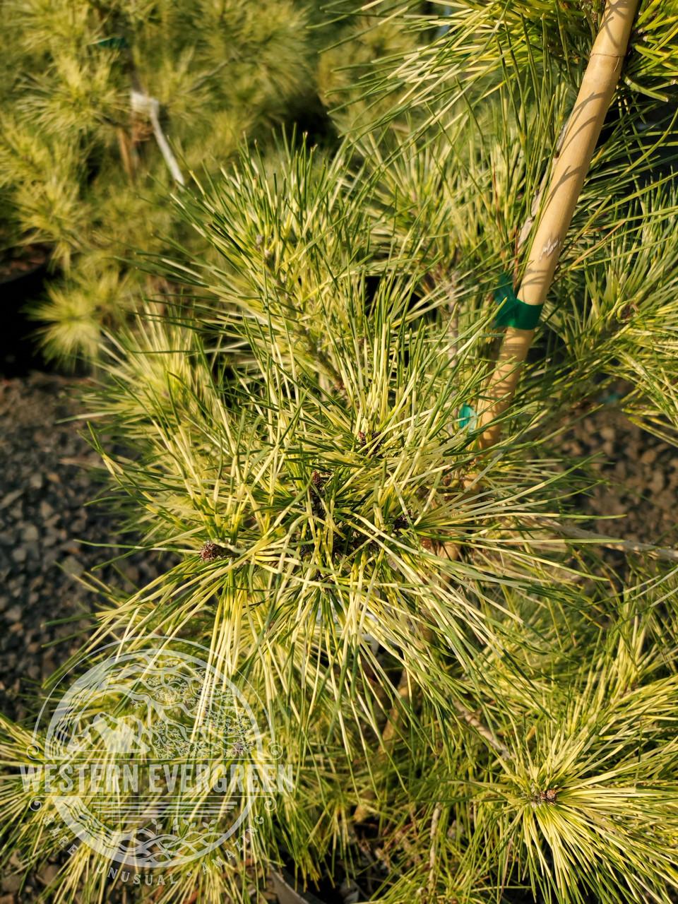 Pinus Densiflora Golden Ghost - View 3 from www redcrocus com