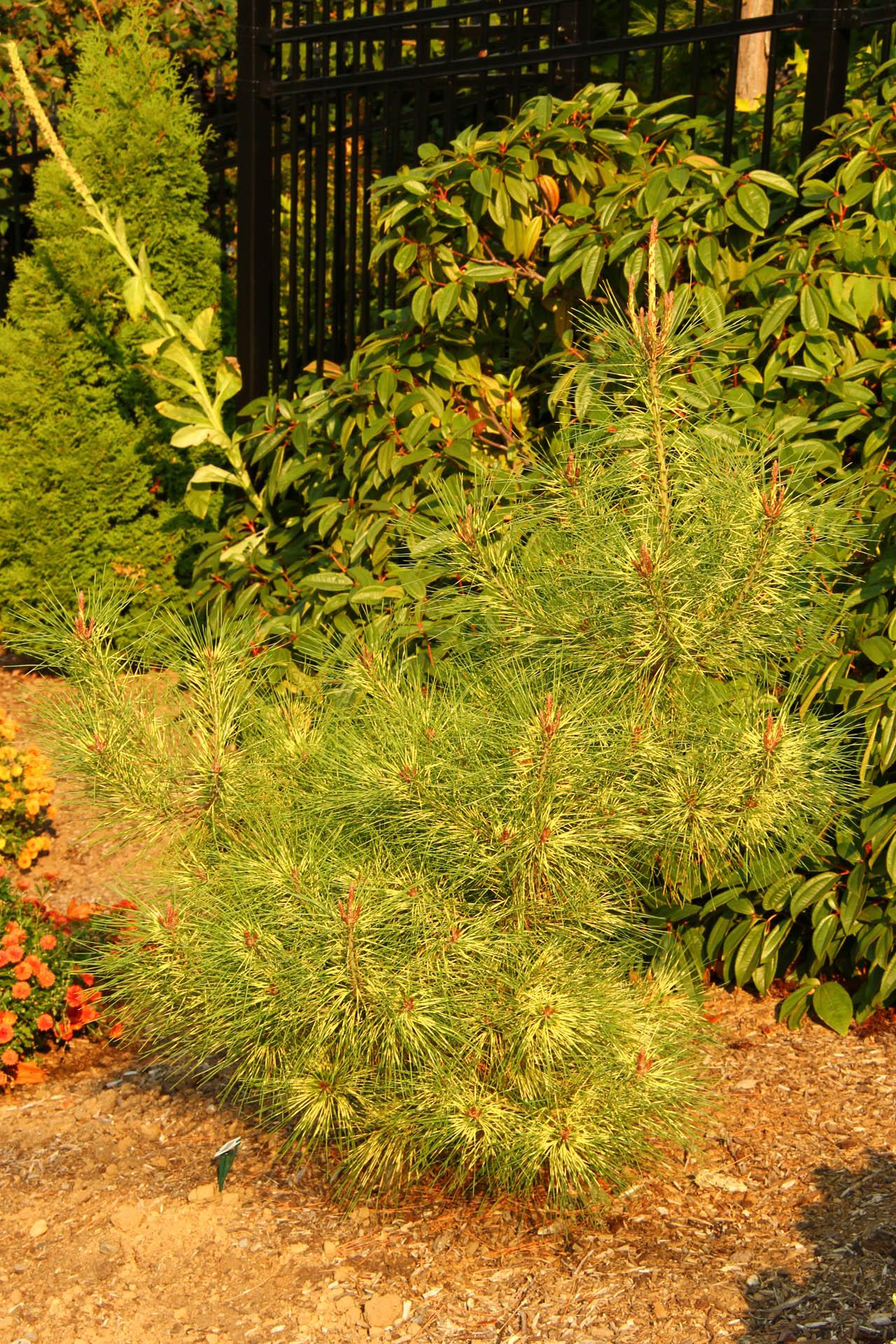 Pinus Densiflora Golden Ghost - View 5 from www redcrocus com