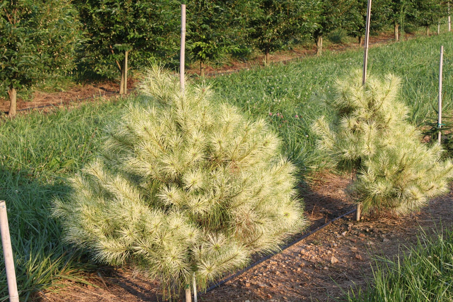 Pinus Densiflora Golden Ghost - View 7 from www redcrocus com