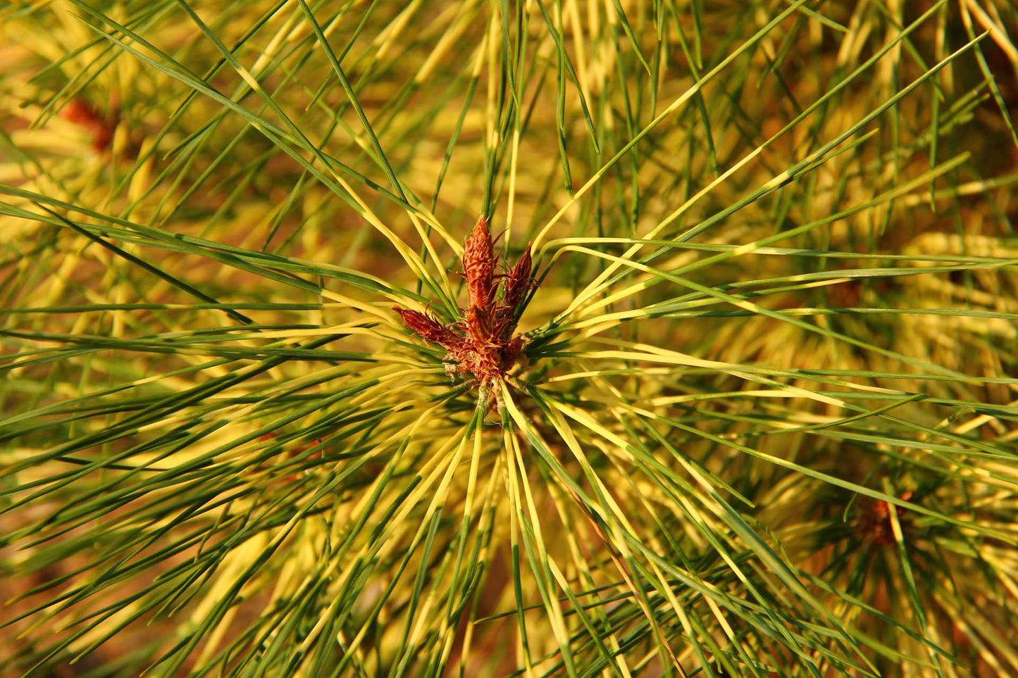 Pinus Densiflora Golden Ghost - View 8 from www redcrocus com