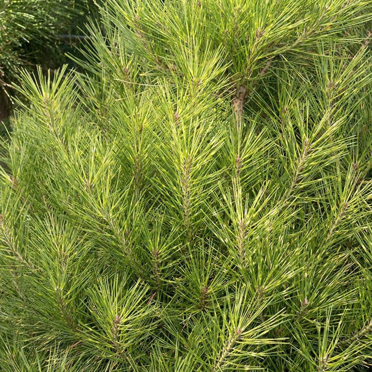 Pinus Densiflora Golden Ghost - View 9 from www redcrocus com