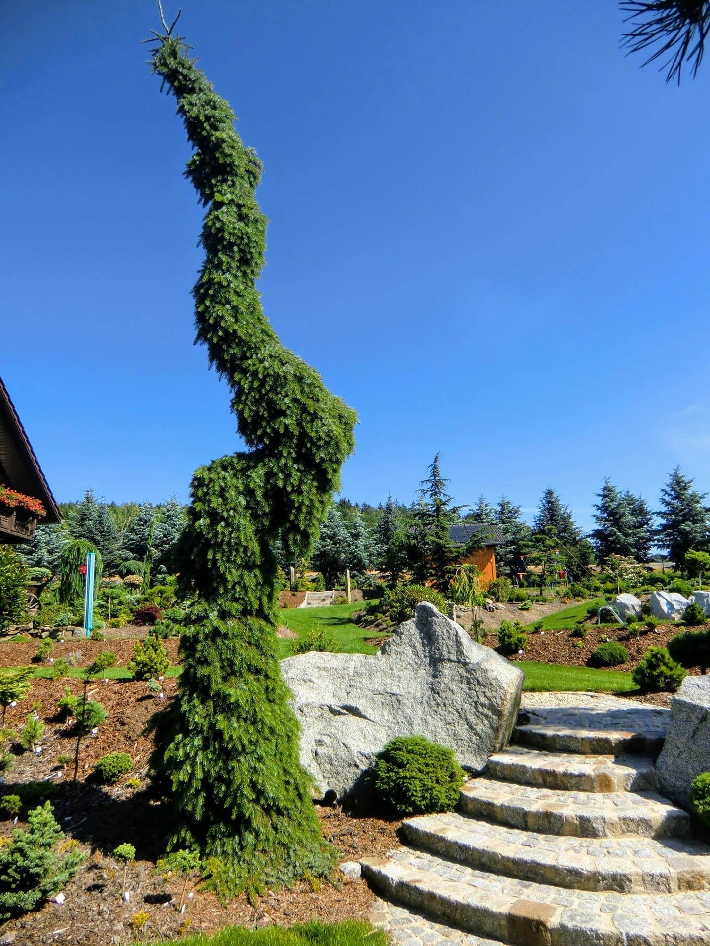 Picea Omorika Pendula Bruns - View 11 from www redcrocus com