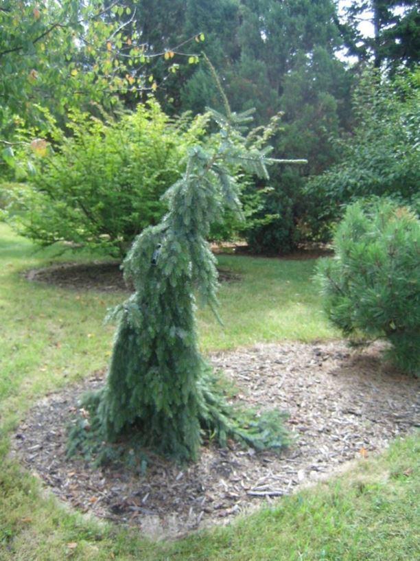 Picea Omorika Pendula Bruns - View 12 from www redcrocus com