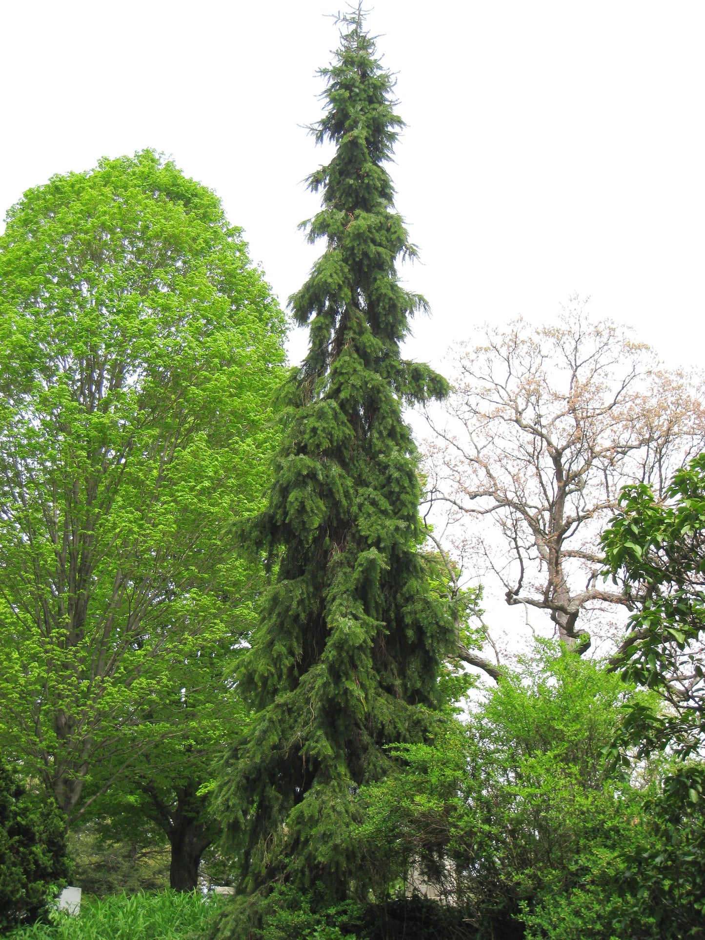 Picea Omorika Pendula Bruns - View 13 from www redcrocus com