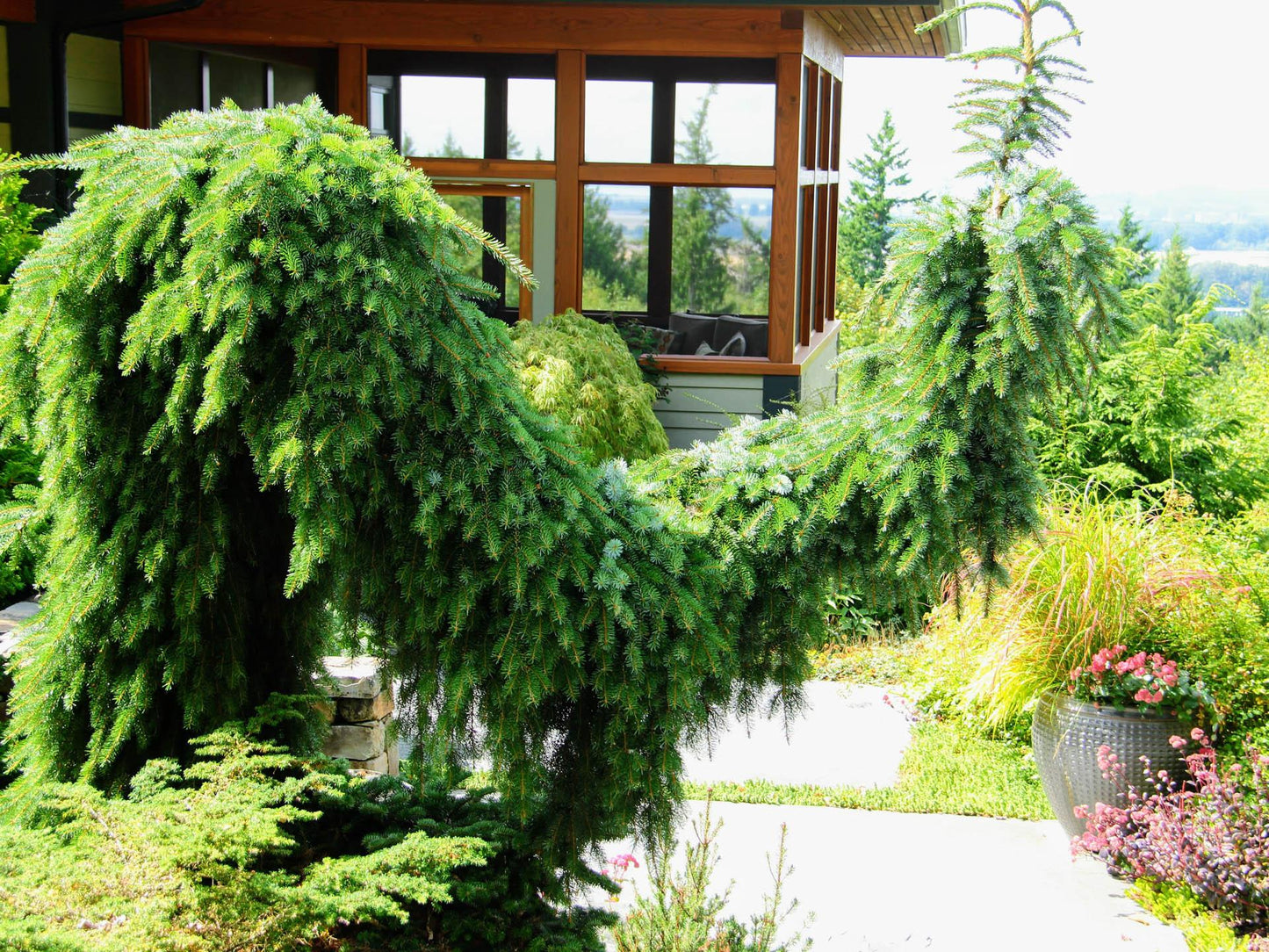 Picea Omorika Pendula Bruns - View 14 from www redcrocus com