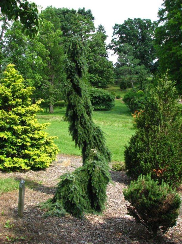 Picea Omorika Pendula Bruns - View 15 from www redcrocus com