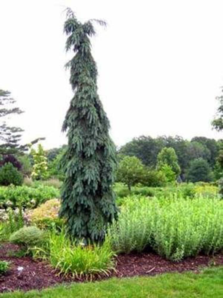Picea Omorika Pendula Bruns - View 3 from www redcrocus com