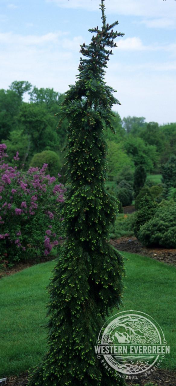 Picea Omorika Pendula Bruns - View 7 from www redcrocus com