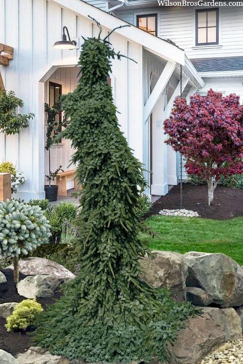Picea Omorika Pendula Bruns - View 7 from www redcrocus com