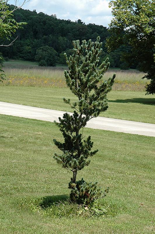 Pinus Parviflora Glauca Nana - View 10 from www redcrocus com