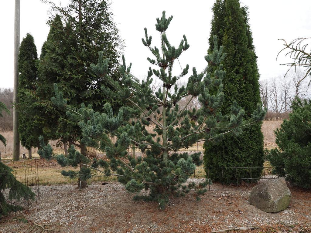 Pinus Parviflora Glauca Nana - View 12 from www redcrocus com
