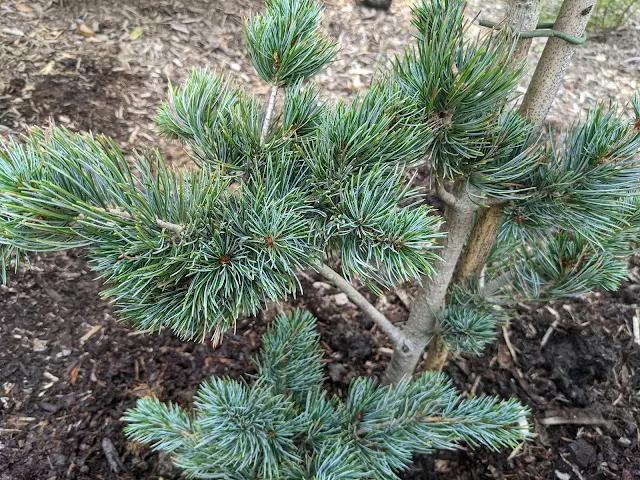 Pinus Parviflora Glauca Nana - View 13 from www redcrocus com