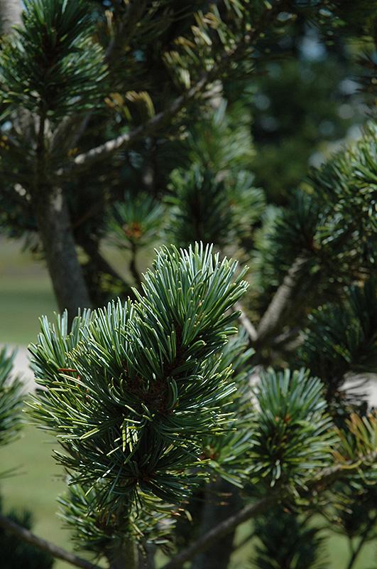 Pinus Parviflora Glauca Nana - View 15 from www redcrocus com