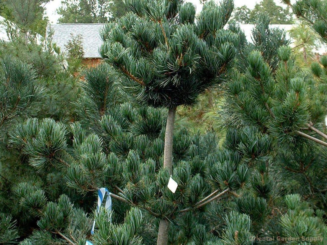 Pinus Parviflora Glauca Nana - View 17 from www redcrocus com