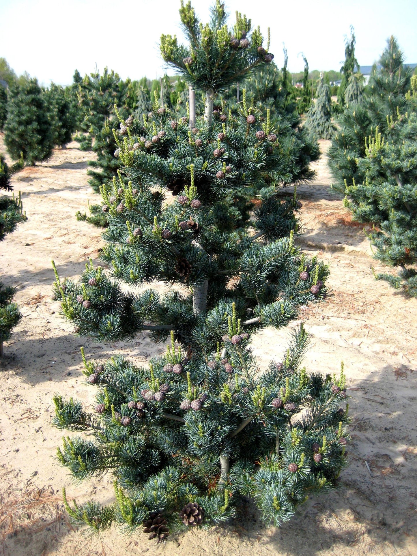 Pinus Parviflora Glauca Nana - View 2 from www redcrocus com