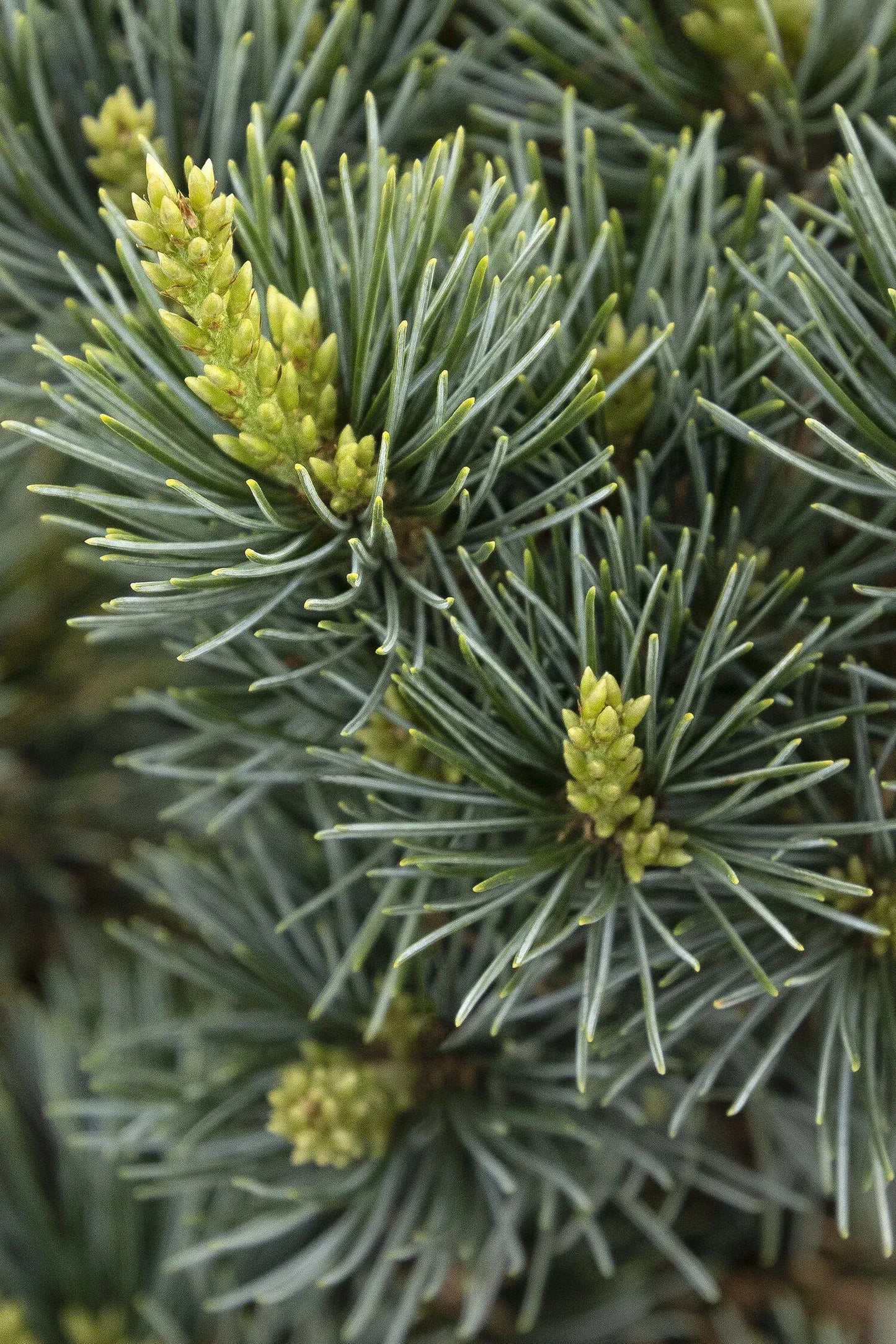 Pinus Parviflora Glauca Nana - View 3 from www redcrocus com