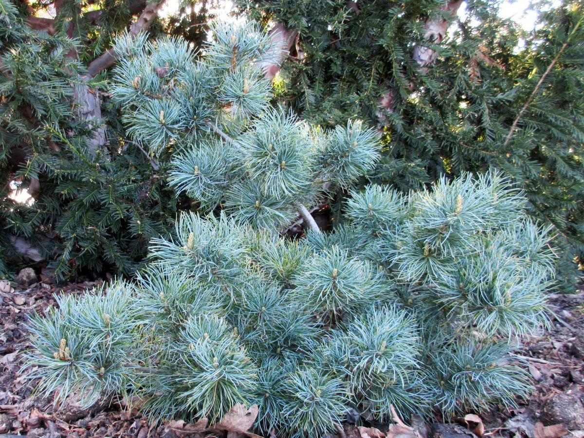 Pinus Parviflora Glauca Nana - View 3 from www redcrocus com