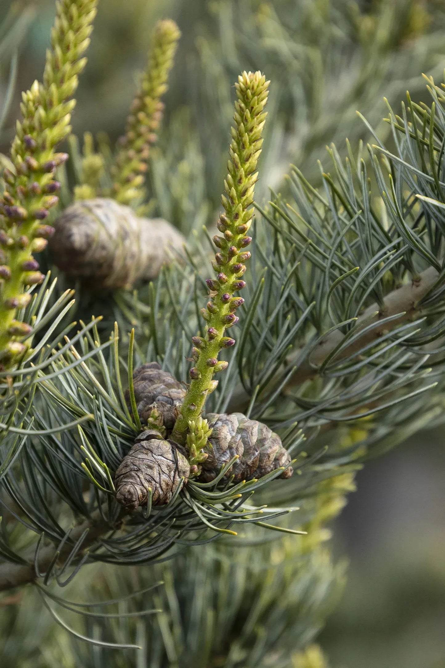 Pinus Parviflora Glauca Nana - View 6 from www redcrocus com