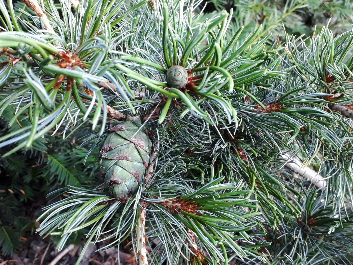 Pinus Parviflora Glauca Nana - View 8 from www redcrocus com
