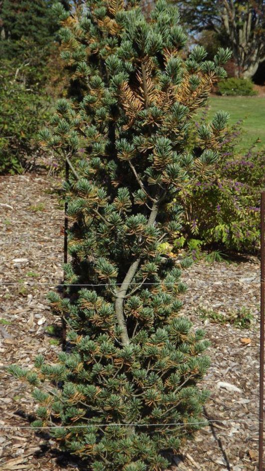 Pinus Parviflora Glauca Nana - View 9 from www redcrocus com
