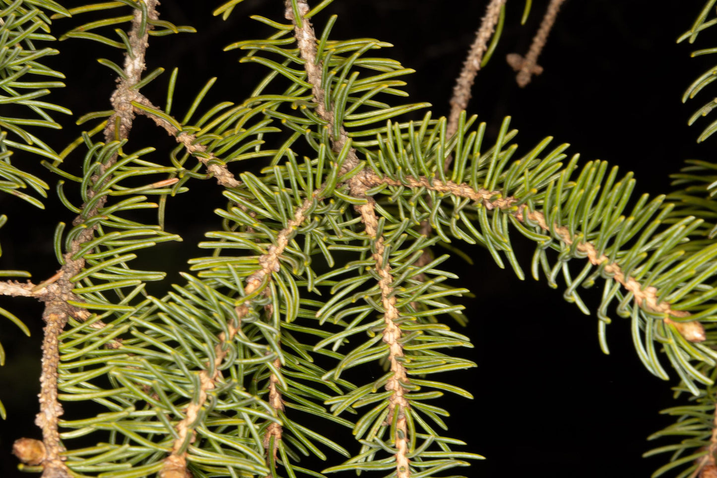 Picea Mariana Michael Heims - View 12 from www redcrocus com