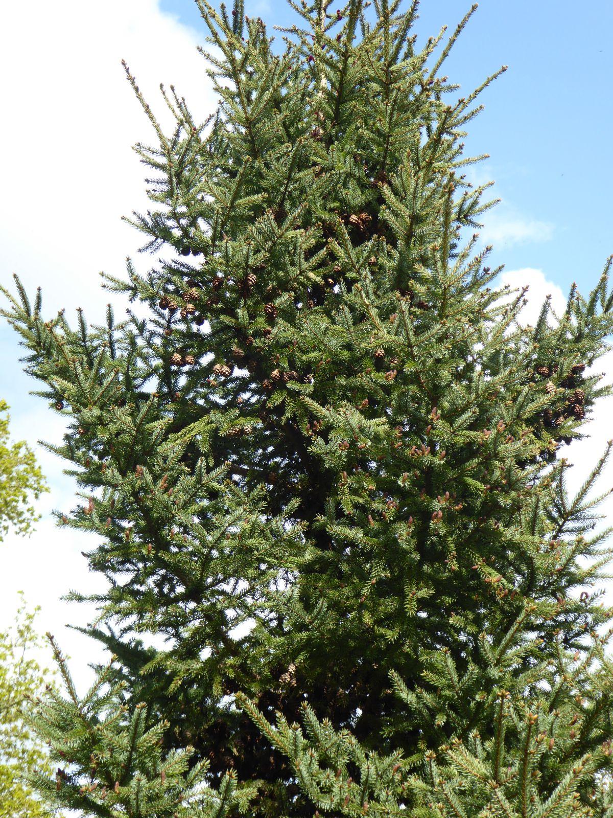 Picea Mariana Michael Heims - View 7 from www redcrocus com