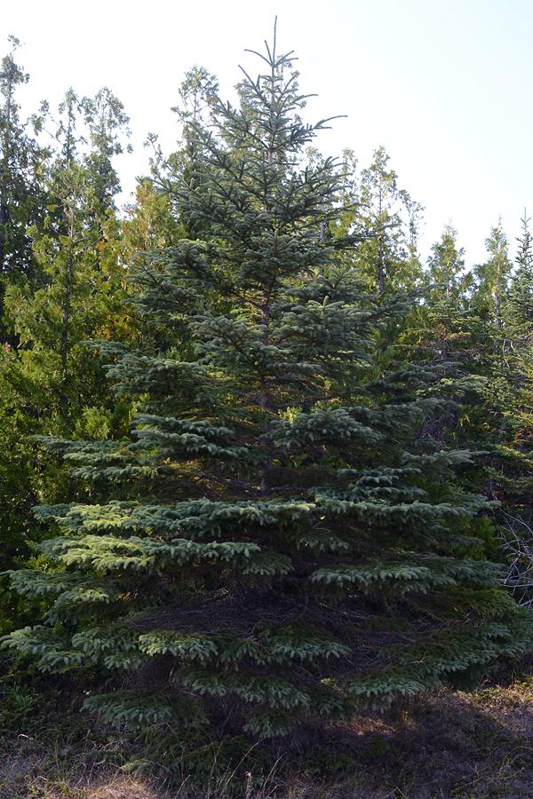 Picea Mariana 'michael Heims' - View 11 from www redcrocus com