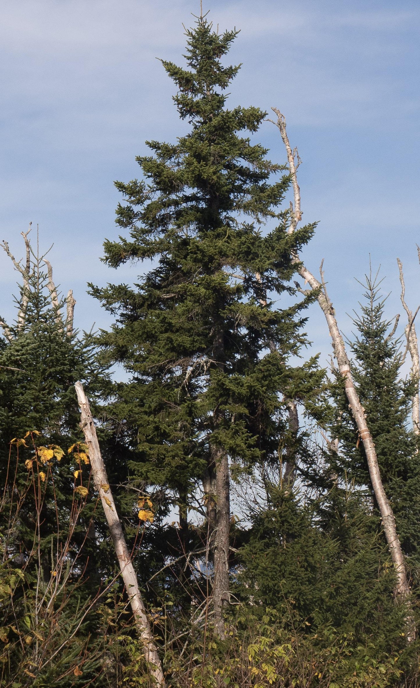 Picea Mariana 'michael Heims' - View 15 from www redcrocus com