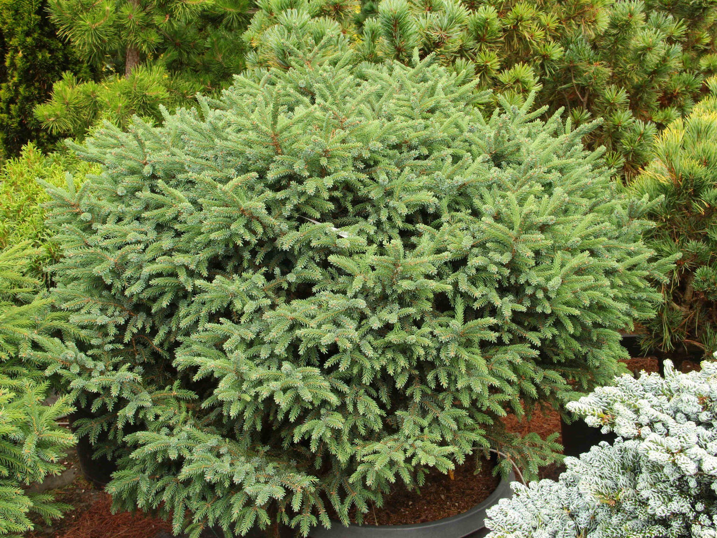 Picea Mariana 'michael Heims' - View 1 from www redcrocus com