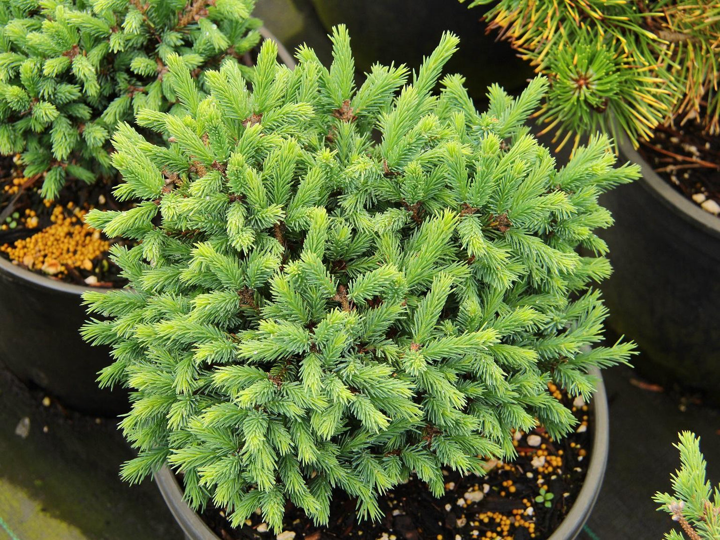Picea Mariana 'michael Heims' - View 8 from www redcrocus com