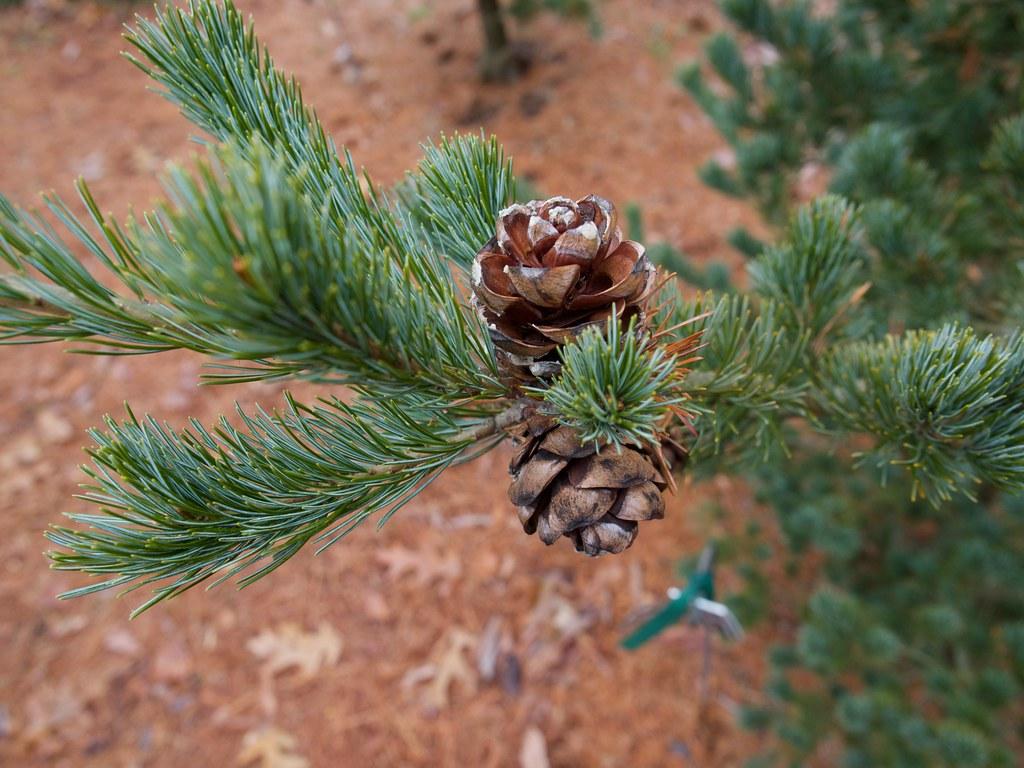 Pinus Parviflora Venus - View 10 from www redcrocus com