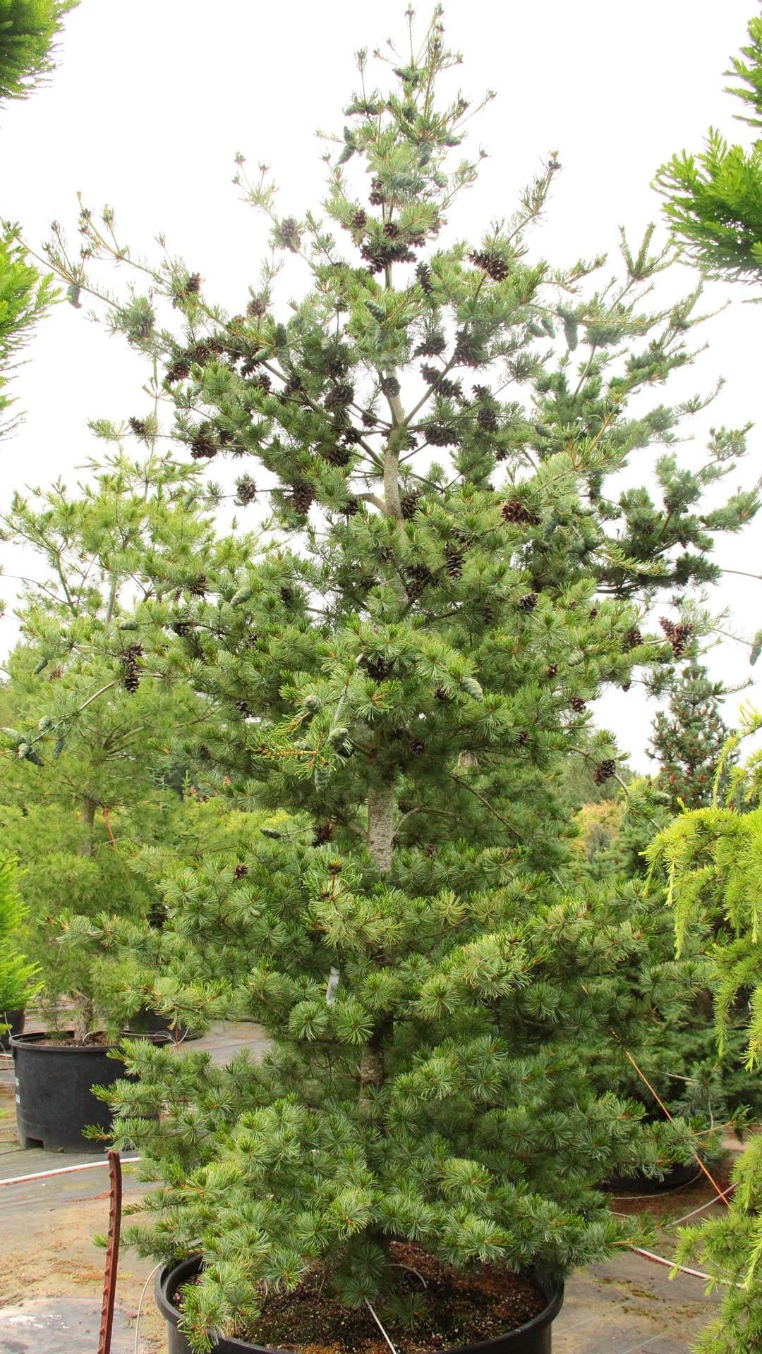 Pinus Parviflora Venus - View 11 from www redcrocus com