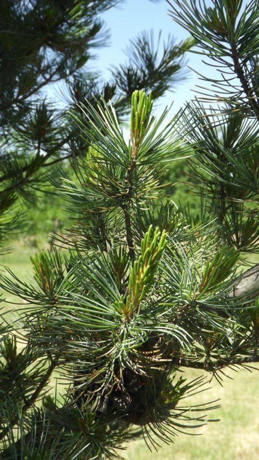 Pinus Parviflora Venus - View 14 from www redcrocus com