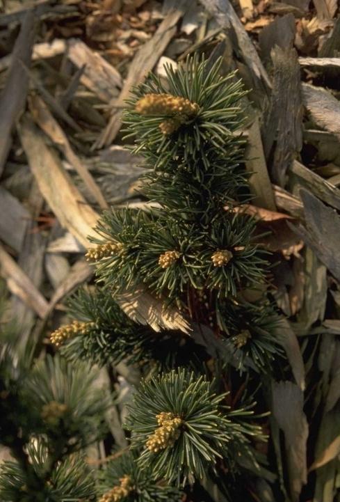Pinus Parviflora 'venus' - View 10 from www redcrocus com