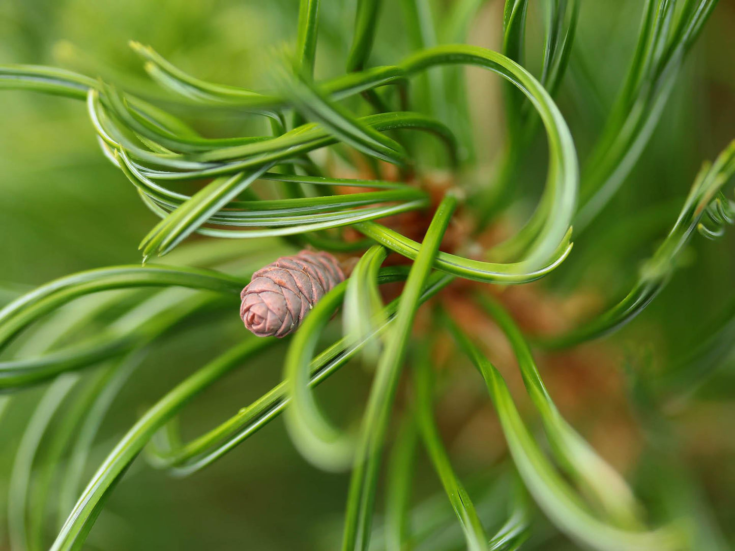 Pinus Strobus Mini Twist - View 10 from www redcrocus com