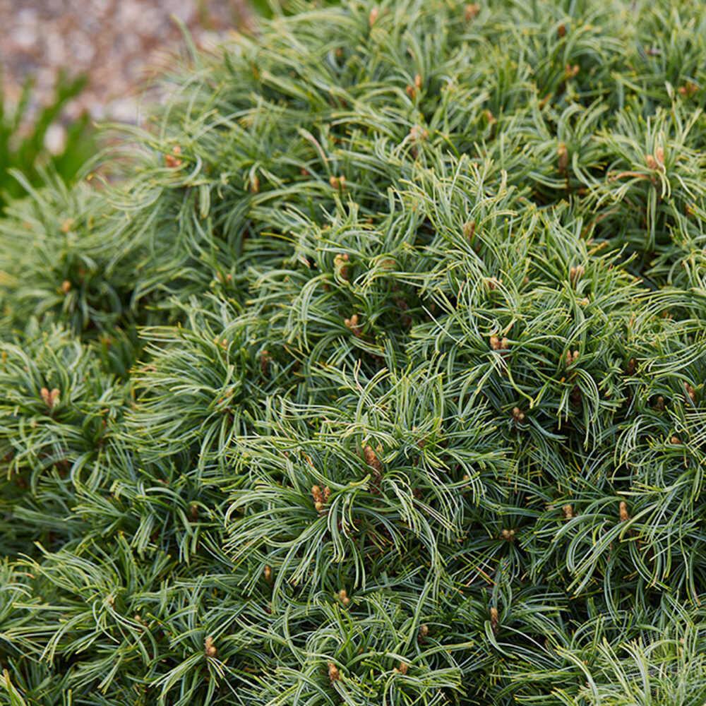 Pinus Strobus Mini Twist - View 11 from www redcrocus com