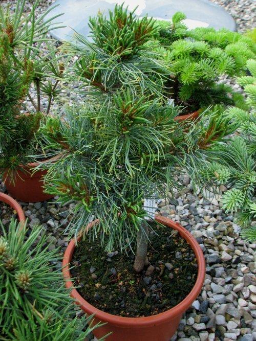Pinus Strobus Mini Twist - View 12 from www redcrocus com