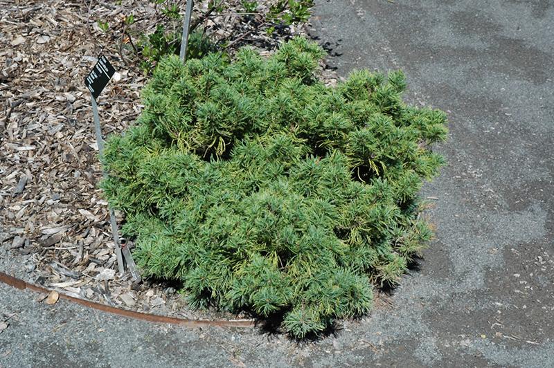Pinus Strobus Mini Twist - View 13 from www redcrocus com