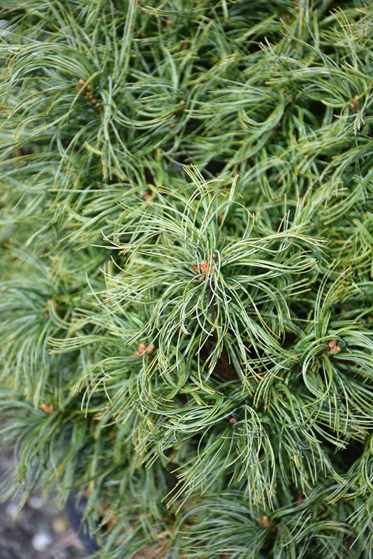Pinus Strobus Mini Twist - View 14 from www redcrocus com
