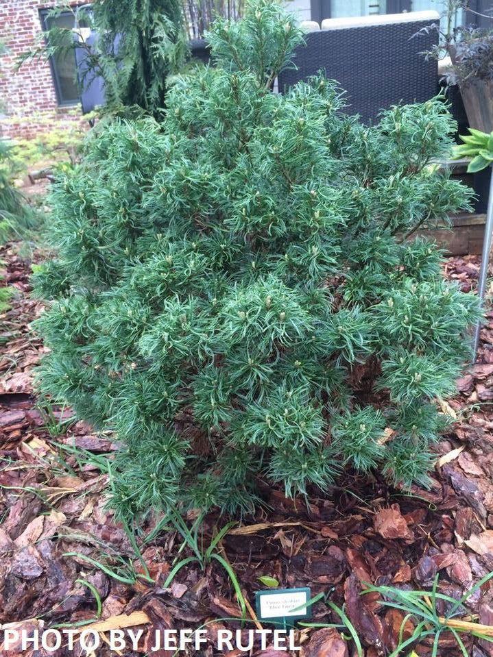 Pinus Strobus Mini Twist - View 15 from www redcrocus com