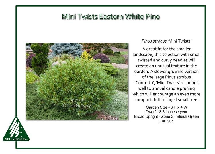 Pinus Strobus Mini Twist - View 16 from www redcrocus com
