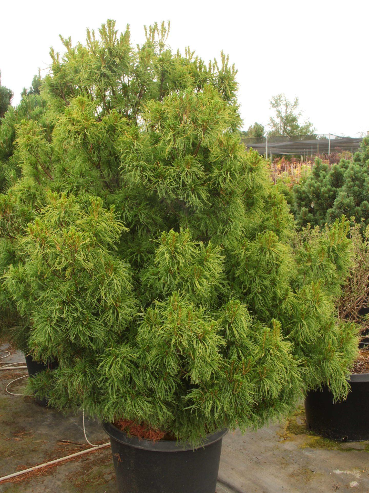 Pinus Strobus Mini Twist - View 17 from www redcrocus com