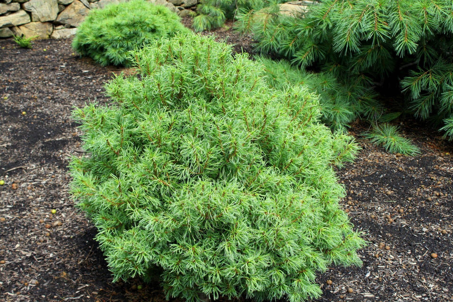 Pinus Strobus Mini Twist - View 2 from www redcrocus com
