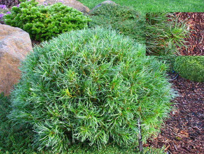 Pinus Strobus Mini Twist - View 3 from www redcrocus com