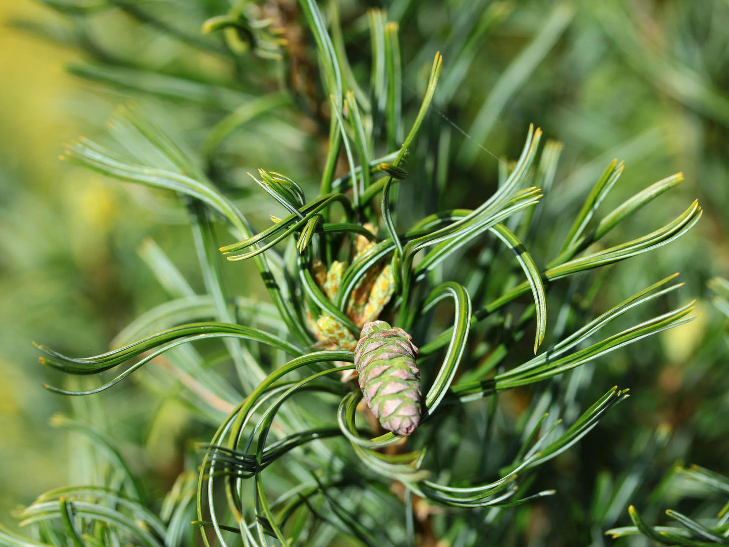 Pinus Strobus Mini Twist - View 4 from www redcrocus com