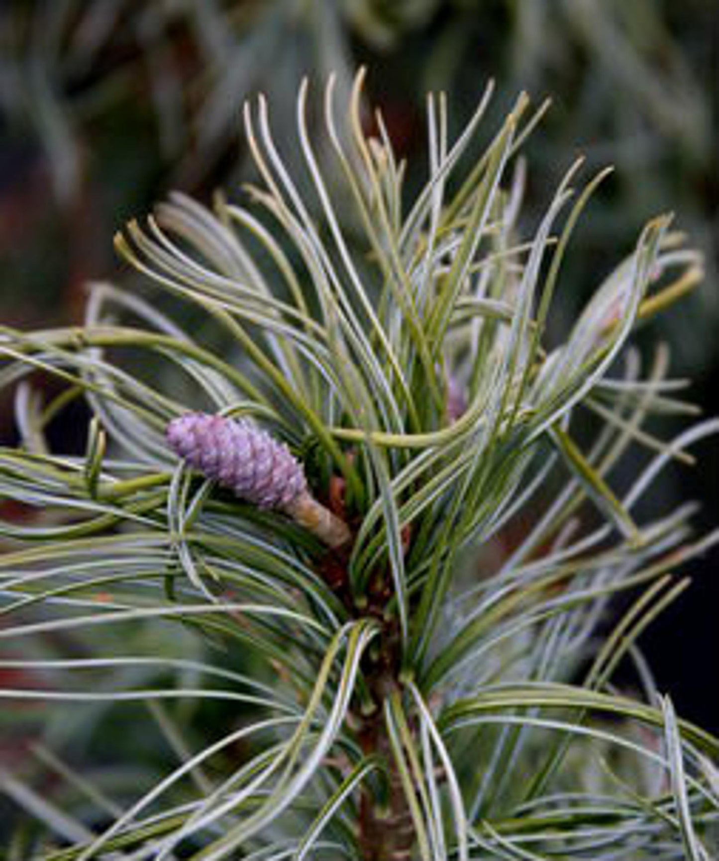 Pinus Strobus Mini Twist - View 5 from www redcrocus com