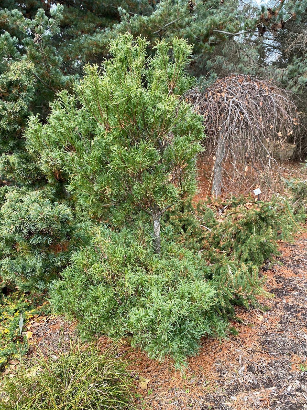 Pinus Strobus Mini Twist - View 6 from www redcrocus com
